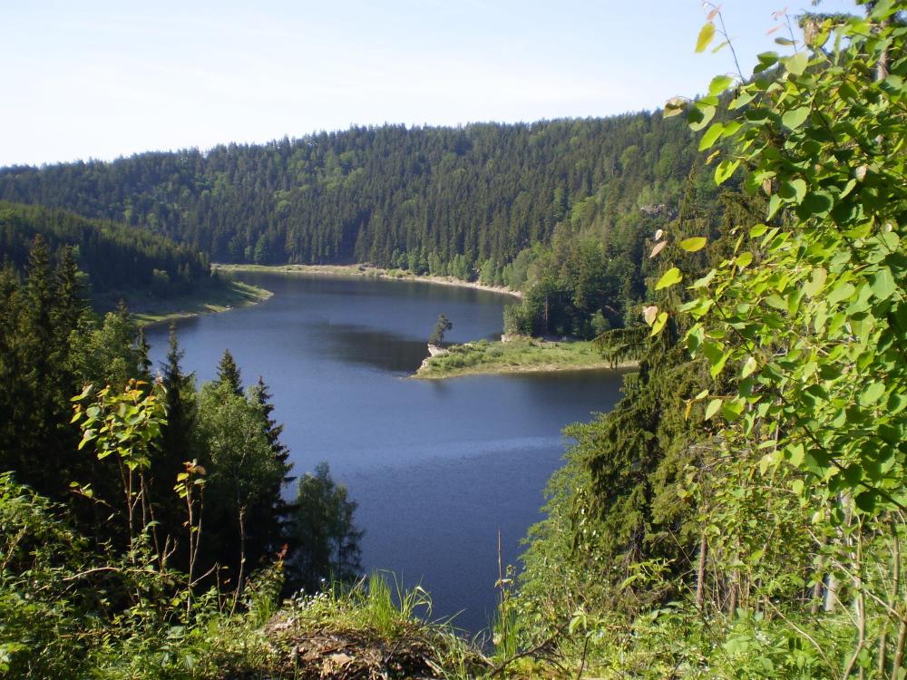 Borovice na Vírské přehradě 