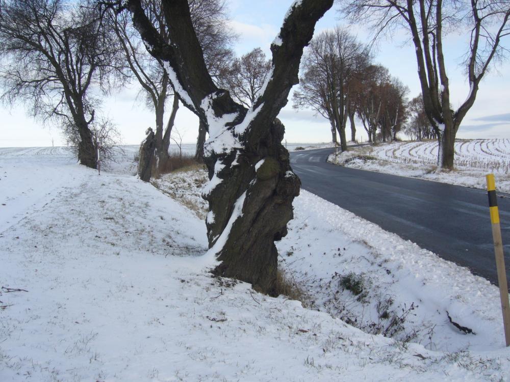 Zimní strážci stromu 2