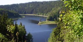 Borovice na Vírské přehradě 