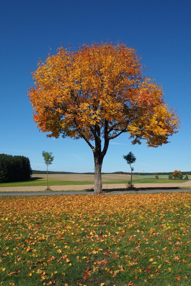 Podzim