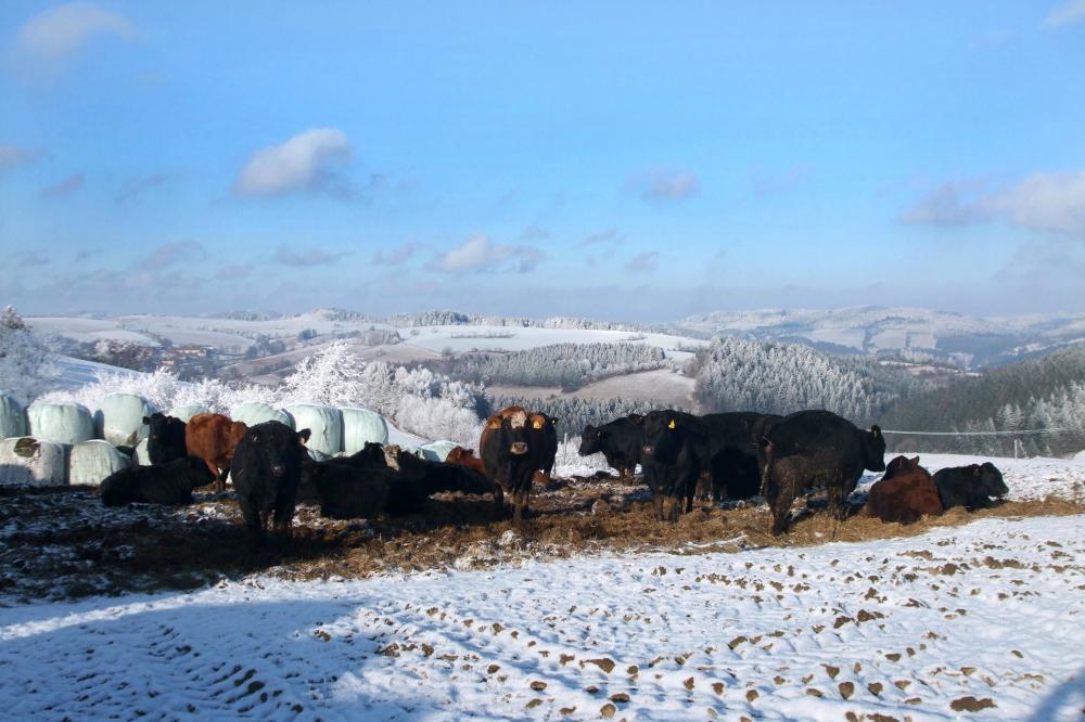 Aberdeen angus v zimě