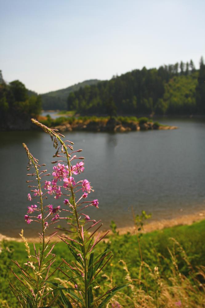 flora okolo přehrady