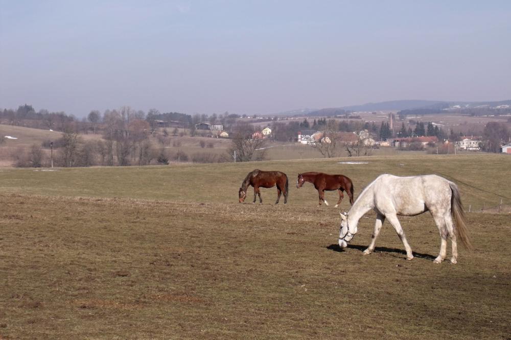 ...pasou se tam koně