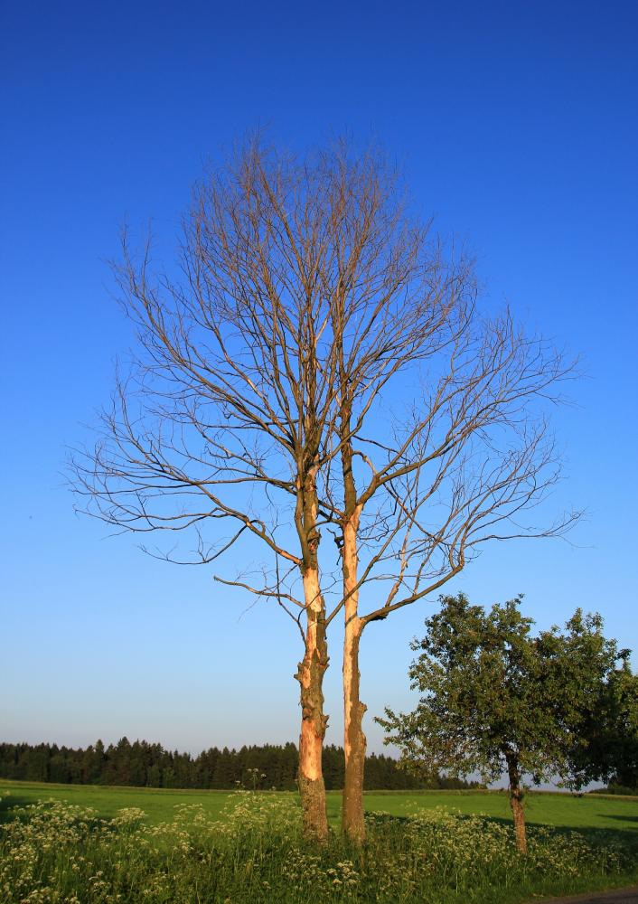 Snoubenci na věky