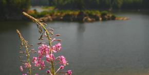 flora okolo přehrady