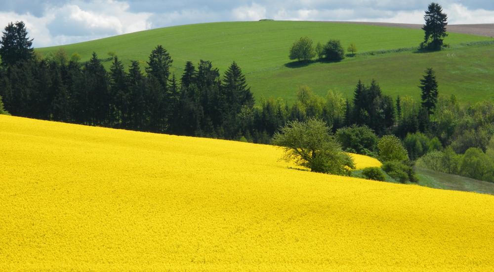zlatá Vysočina