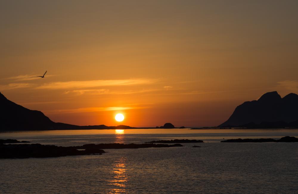 Midtnightsun and the Seagul