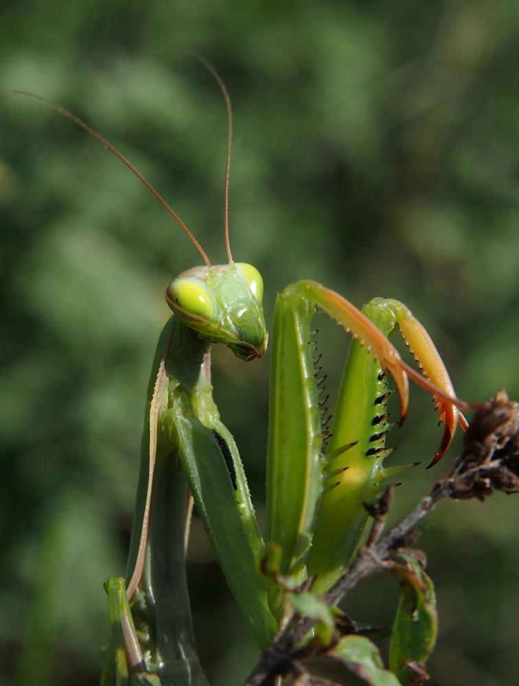 Predátor