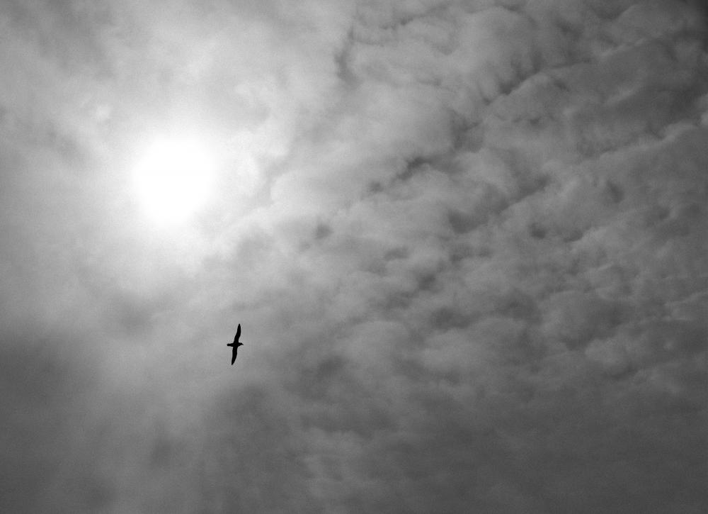 Seagull