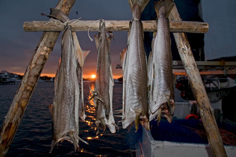 Sunrice in Lofoten