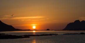 Midtnightsun and the Seagul