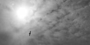 Seagull