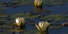 Water Lilies