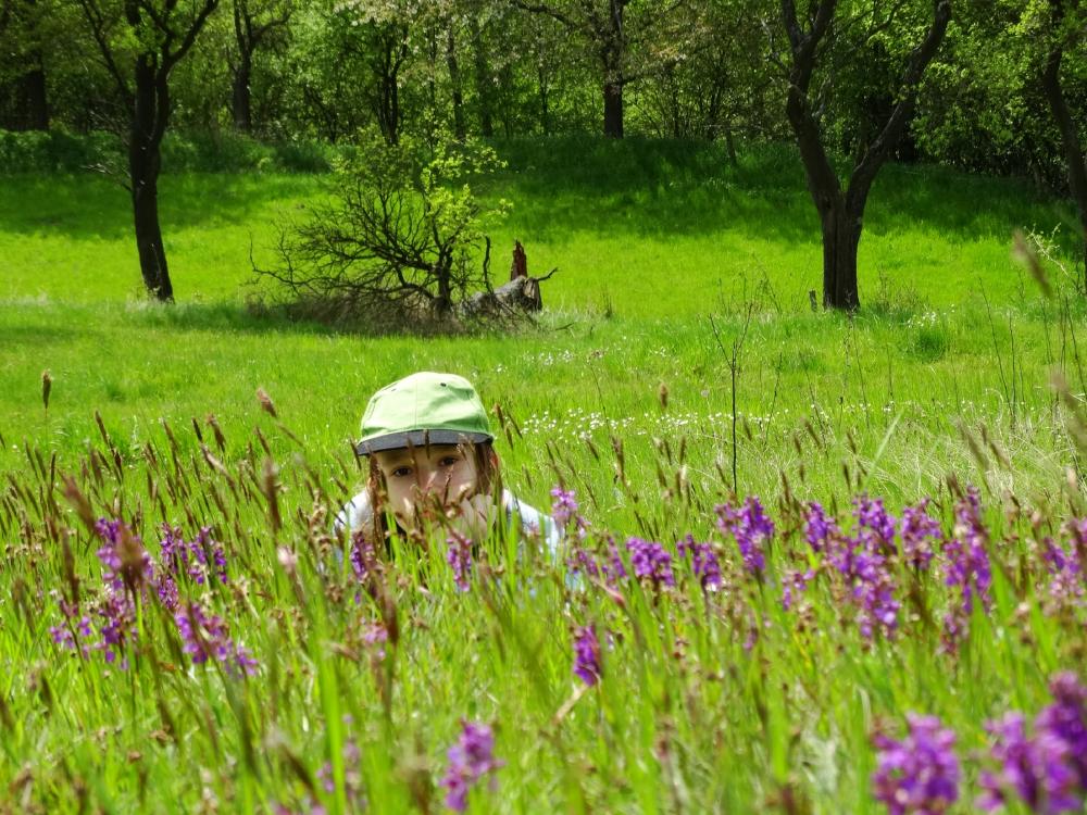 snění mezi orchidejemi