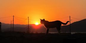 Kočka při západu Slunce