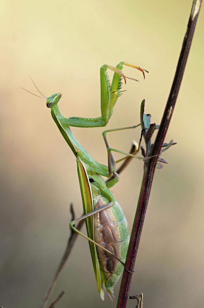 Kudlanka nábožná - dokonalý predátor