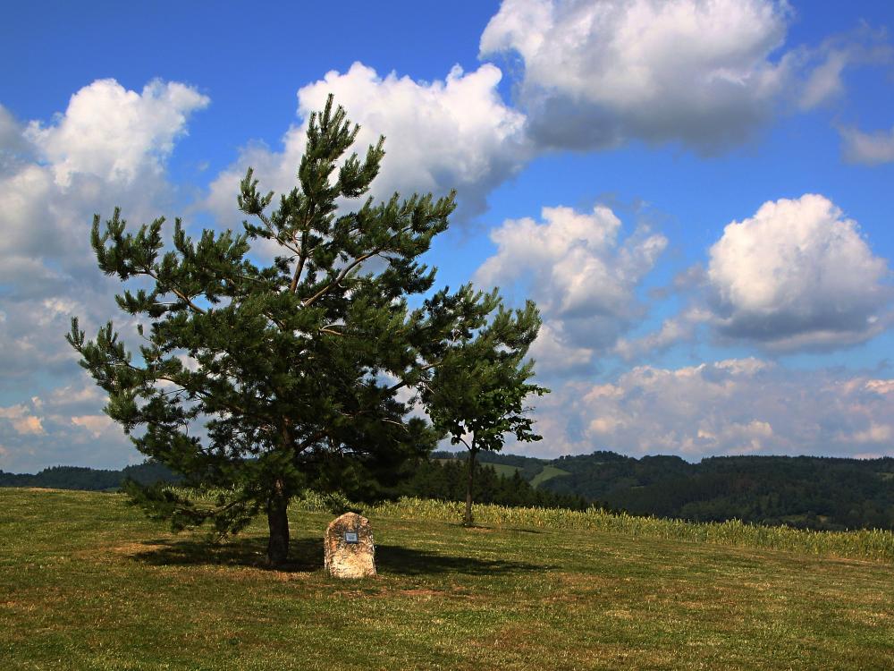 munzarova borovice