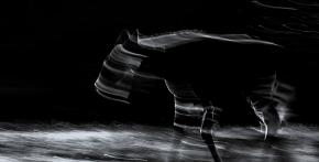 Okapi