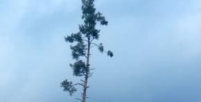 OSAMĚLÁ