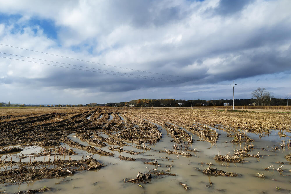 Obtížná sklizeň kukuřice