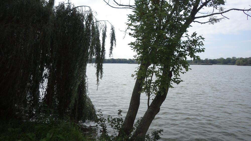 Rybník