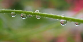 Dešťové perličky